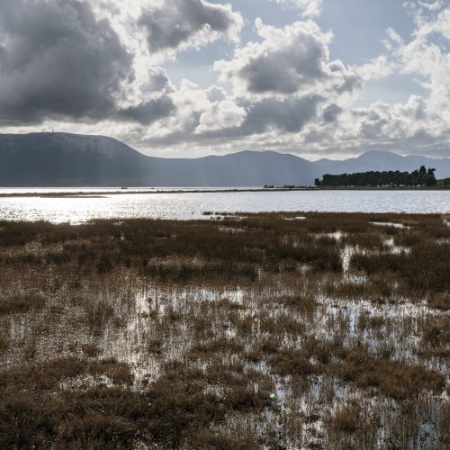 Canneti nel delta del fiume Neretva