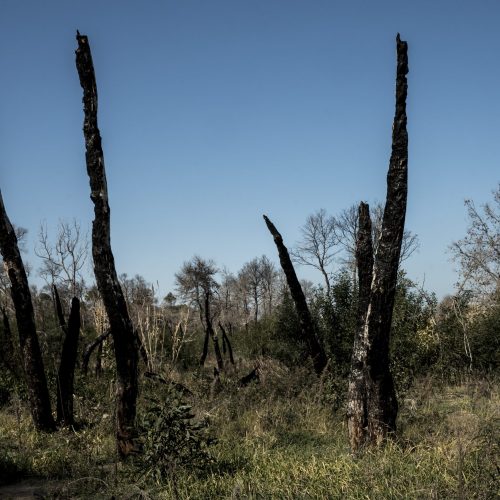 Alberi carbonizzati nella pineta di Campomarino