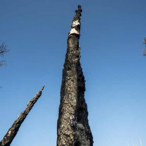 Un albero bruciato nel mega-fire