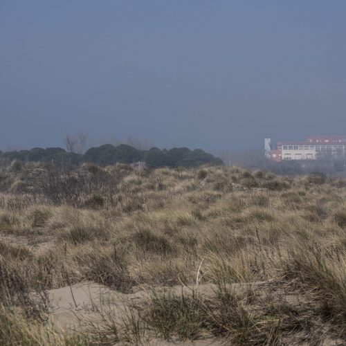 Vegetazione bassa nell'area di Punta Sabbioni