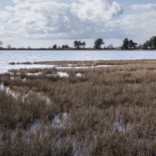 Canneti affetti da intrusione salina