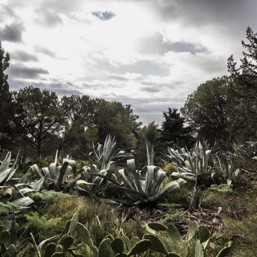 Vegetazione sul promontorio di  Marjan